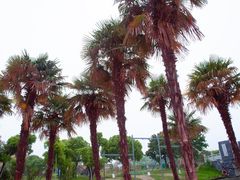 -苏州太湖西山岛开心农场