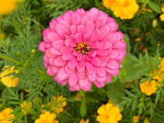 -春花秋色城市公园