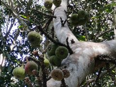 -中国科学院西双版纳热带植物园