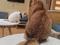 -滚猫咖啡·猫咖·猫友好撸猫(未来城店)