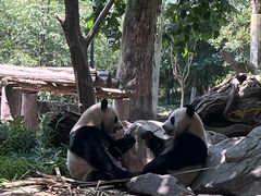 -都江堰中华大熊猫苑