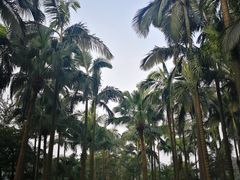 -西樵山风景名胜区-天湖公园