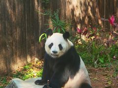 -深圳野生动物园