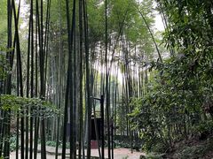 -缙云山景区