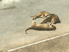 -大连森林动物园