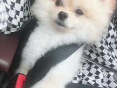 -永和大王(蛙嫩紫苏香·共和新路店)