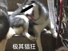 -more than meow吴止猫主题餐厅(承德 中船汇店)