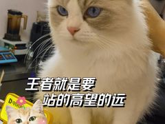 -猫咪派对(江南西店)