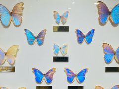 -上海昆虫博物馆