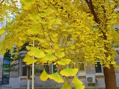 -辽宁大学(崇山校区)