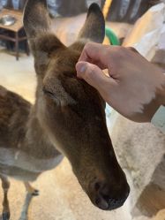 -酷嗒动物文化乐园(cutezoo西溪乐天城店)