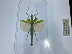 -上海昆虫博物馆