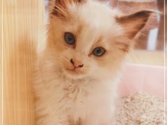 -屋虎猫馆(宝安大仟里店)