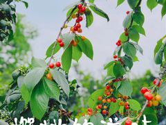 -樱桃山旅游景区