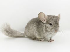 -龙猫仔乐园(惠福东路店)