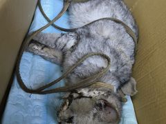 -宠颐生动物医院·猫科·心脏科(海口分院)