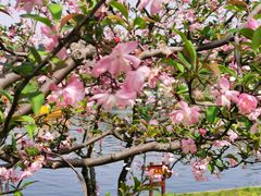 -上海共青森林公园