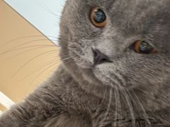 -瑞派伍一宠物医院·眼科·骨科·猫科转诊中心(马王堆院)