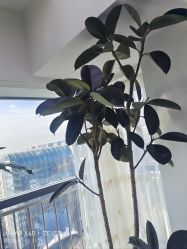 -HEYAN荷妍专业脱毛连锁机构