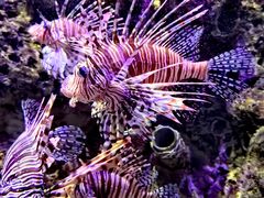 -太平洋海底世界