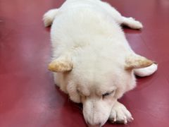 -和它·交个朋友·狗咖猫咖(爱琴海店)