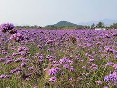 -北京东方普罗旺斯薰衣草庄园