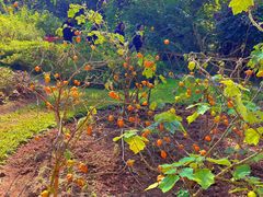 -中国科学院西双版纳热带植物园