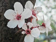 -海棠花溪(元大都城垣遗址公园)