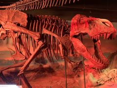 -正佳自然科学博物馆