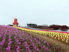 -杭州湾海上花田景区