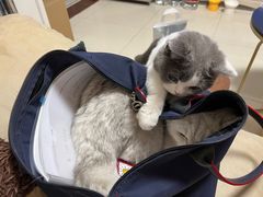 -lincat·猫舍(广州店)
