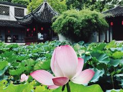 -上海醉白池公园