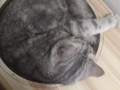 -猫友咖啡店(玉林西路店)