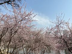 -桃花堤公园