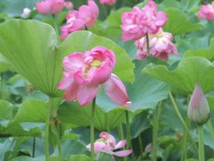 -沐仙湖湿地公园