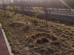 -枫千叶精致料理