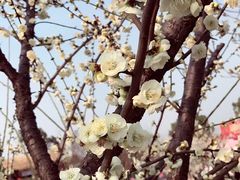 -香雪海