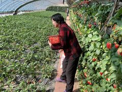 -大自然农场蔬菜草莓采摘园