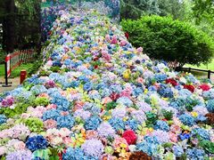 -上海共青森林公园