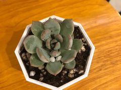 -云海肴·汽锅鸡·云南菜(曲江大悦城店)