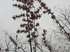 -桃花堤公园