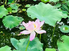 -陈家山荷花公园