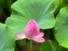-陈家山荷花公园