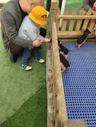 -萌宠亲子动物乐园(槐房万达店)