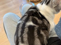 -有喵·猫咖·狗咖·30几只猫10只小狗(岗厦店)