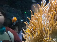 -太平洋海底世界