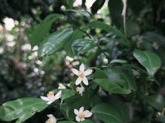 -美罗城