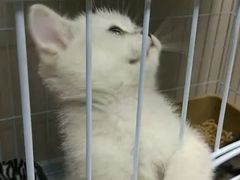 -东方名猫馆·英短金渐层布偶猫舍(环线广场1号楼店)