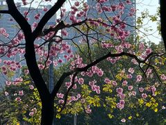 -广东花都湖国家湿地公园