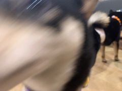 -南京Hallo宠物乐园·哈罗犬舍·柴犬繁育基地